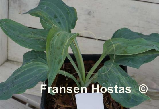 Hosta Valley's Blue Curacao