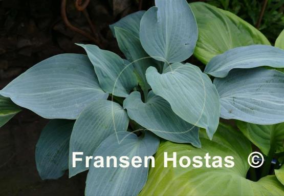 Hosta Valley's Blue Curacao