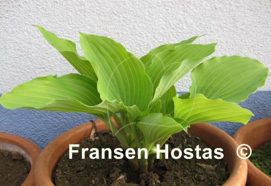 Hosta Valley's Cathedral