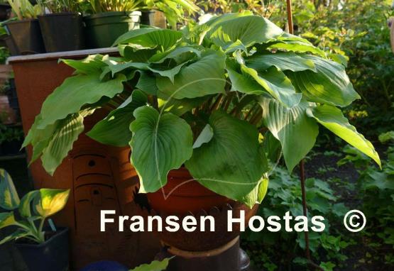 Hosta Valley's Cathedral