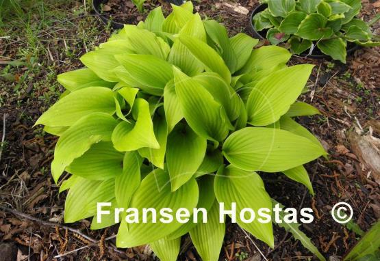Hosta Valley's Chute-the-Chute