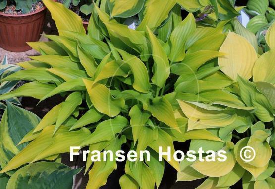 Hosta Valley's Chute-the-Chute