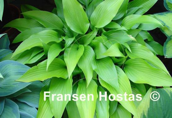 Hosta Valley's Chute-the-Chute