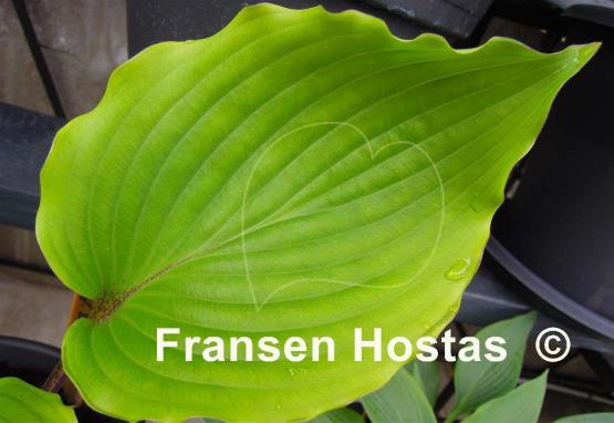 Hosta Valley's Dandy