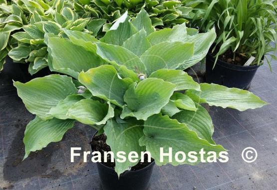 Hosta Valley's Frozen Rum