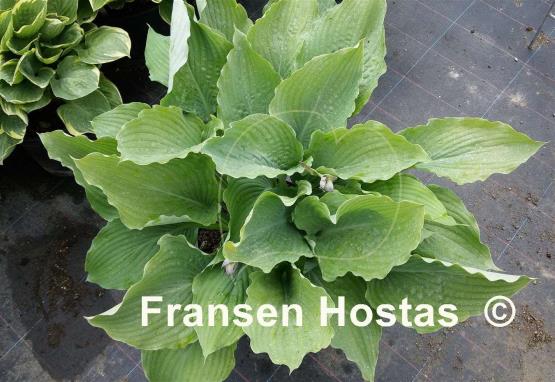 Hosta Valley's Frozen Rum
