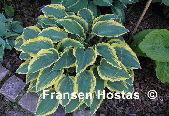 Hosta Valley's Glacier