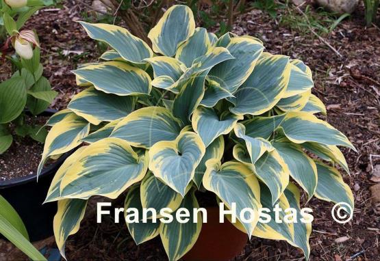 Hosta Valley's Glacier