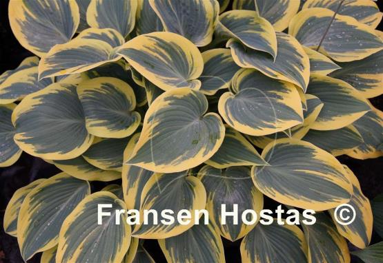 Hosta Valley's Glacier