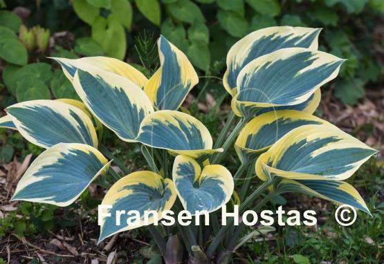 Hosta Valley's Glacier