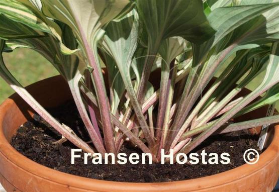 Hosta Valley's Hokey Pokey