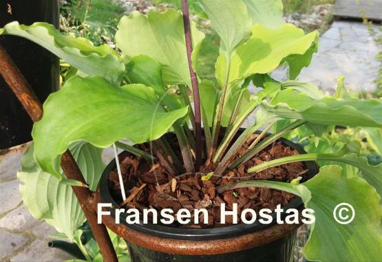 Hosta Valley's Lemon Squash