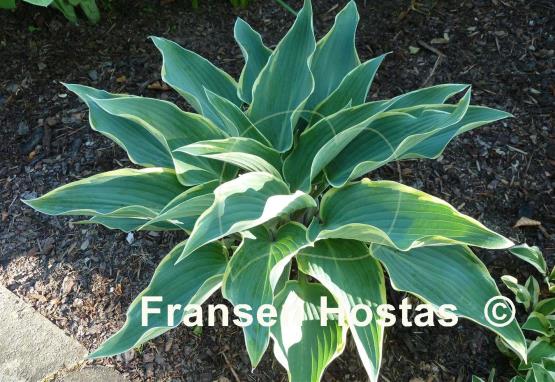 Hosta Valley's Paparazzi