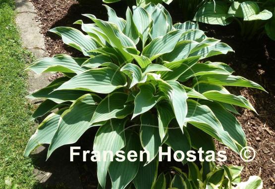 Hosta Valley's Paparazzi