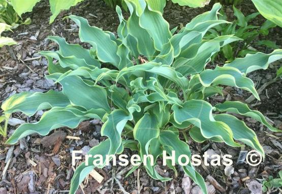 Hosta Valley's Paparazzi