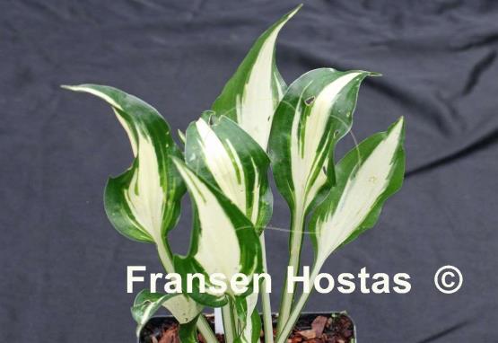 Hosta Valley's Secret Cove