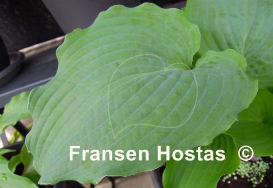 Hosta Valley's Space Cowboy