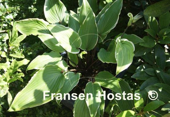 Hosta Valley's Sushi