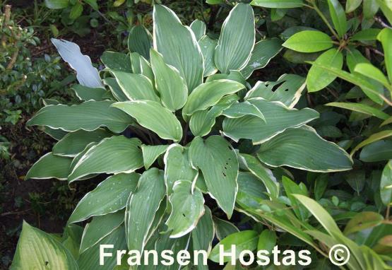 Hosta Valley's Sushi