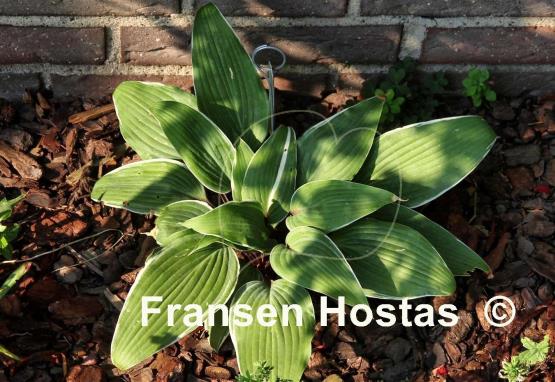 Hosta Valley's Sushi