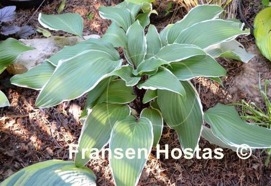 Hosta Valley's Sushi