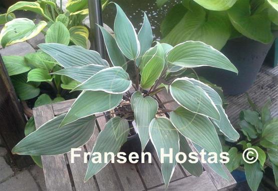 Hosta Valley's Sushi