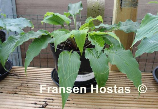 Hosta Valley's Tonkatsu