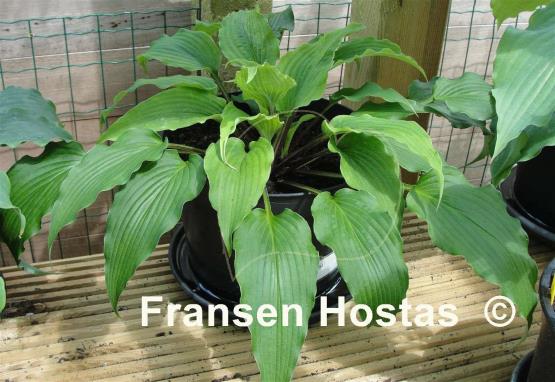 Hosta Valley's Tonkatsu