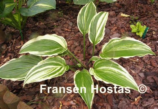 Hosta Valley's Top