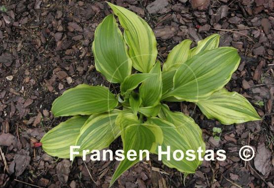 Hosta Valley's Top