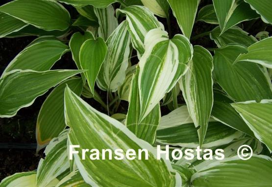Hosta Valley's Top