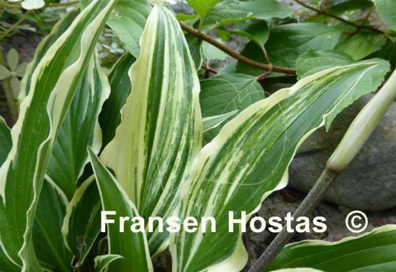 Hosta Valley's Top