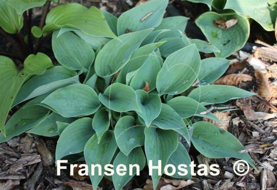 Hosta Valley's Vanilla Sticks
