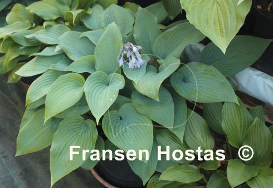 Hosta Valley's Vanilla Sticks