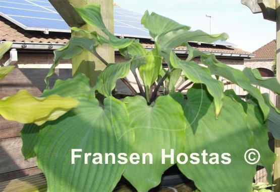 Hosta Valley's White Suit