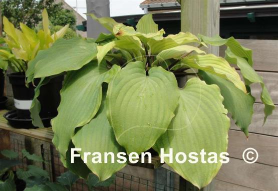 Hosta Valley's White Suit