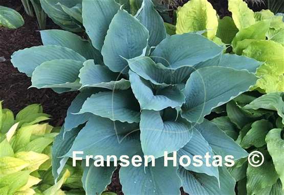 Hosta Valyrian Steel