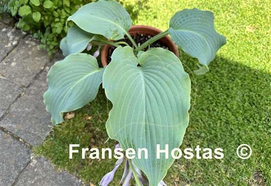 Hosta Valyrian Steel