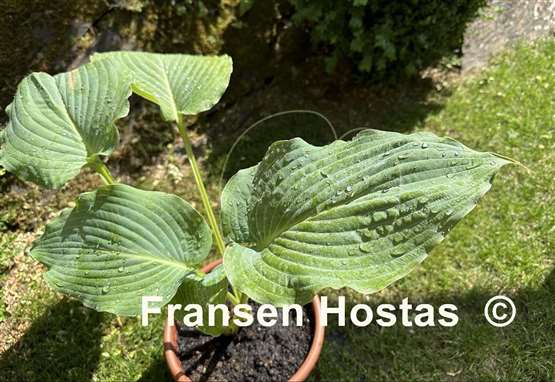Hosta Valyrian Steel