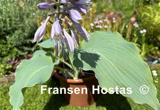 Hosta Valyrian Steel