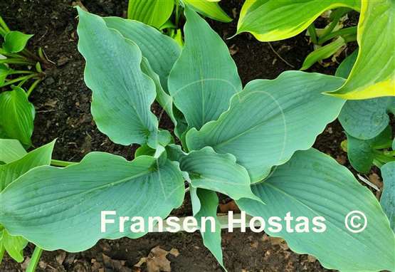 Hosta Valyrian Steel