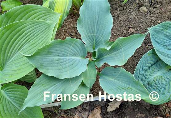 Hosta Valyrian Steel