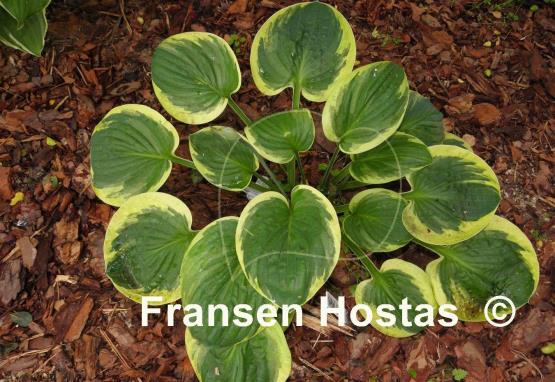 Hosta Van Wade