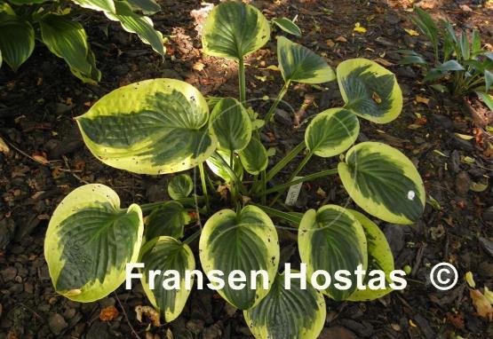 Hosta Van Wade