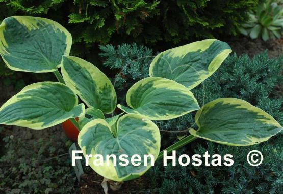 Hosta Van Wade