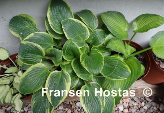 Hosta Van Wade