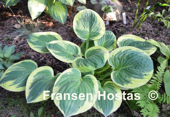 Hosta Van Wade