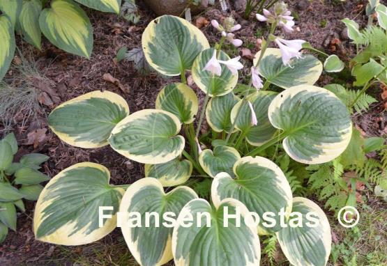 Hosta Van Wade