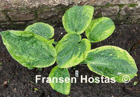 Hosta Van Wade