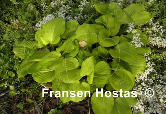 Hosta Vanilla Cream